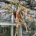 Lepismium cruciforme Hábito