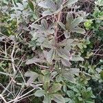 Handroanthus albus Leaf