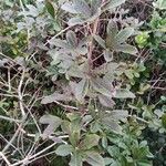 Handroanthus albus Fuelha