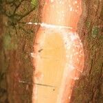 Pouteria brachyandra Diğer