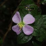 Pilocosta nubicola Flower