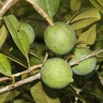 Calophyllum brasiliense Frucht