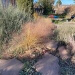 Muhlenbergia capillaris Levél