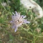 Knautia integrifolia Other