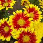 Chrysanthemum indicumÇiçek