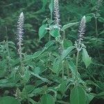 Achyranthes aspera عادت داشتن