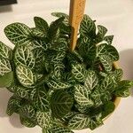 Fittonia albivenisLapas