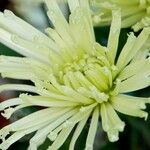 Dendranthema grandiflorum Virág