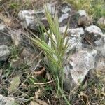 Bromus rubens برگ