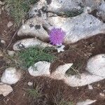 Knautia collina Flor