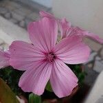 Malva trimestris ফুল