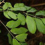 Lennea viridiflora Folha