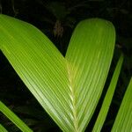 Calyptrogyne trichostachys Hoja