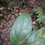 Ocotea argyrophylla 葉