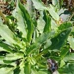 Viola arvensis Leaf