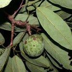 Annona amazonica Outro