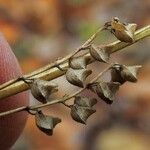 Scutellaria lateriflora Fruit