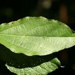 Dombeya punctata Hoja