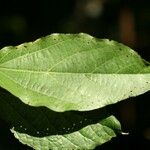 Dombeya punctata 葉