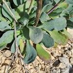 Jacobaea auricula Hoja