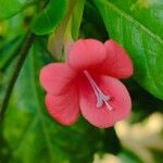 Barleria repens Flower