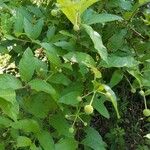 Cephalanthus occidentalisBlad