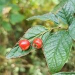 Cotoneaster bullatus ফল