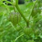 Physalis angulata Fruit