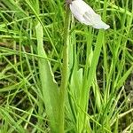 Hyacinthoides × massartiana Kůra