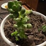 Sedum hernandezii List