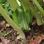 Scadoxus puniceus Hostoa