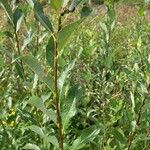 Salix phylicifolia Blatt