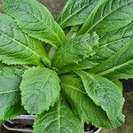 Primula bulleyana পাতা