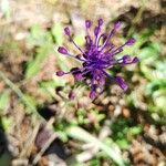 Muscari matritense Fiore