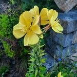 Oenothera biennisFlower