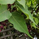 Leycesteria formosa Likasa