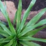 Dracaena angustifolia Blatt