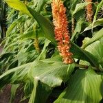 Hedychium gardnerianum പുഷ്പം