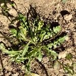 Capsella bursa-pastoris Blad