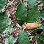 Rothmannia manganjae Fruit