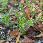 Tagetes filifolia Blatt