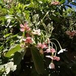Combretum indicum Virág