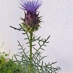 Cynara humilis Flor
