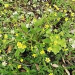 Ranunculus ophioglossifolius Plante entière