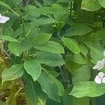 Hydrangea aspera Leaf