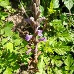 Phelipanche purpurea Flower