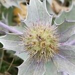 Eryngium maritimum Blüte