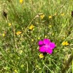 Dianthus carthusianorumFleur