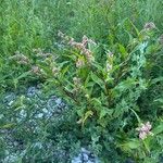 Persicaria lapathifoliaFlor