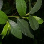 Spiracantha cornifolia Leaf